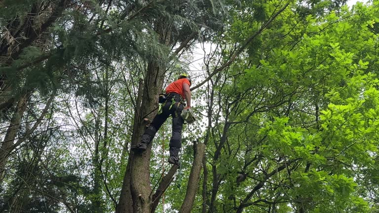 Best Tree Trimming and Pruning  in Gretna, VA