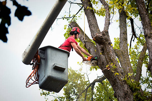 Best Tree Mulching Services  in Gretna, VA